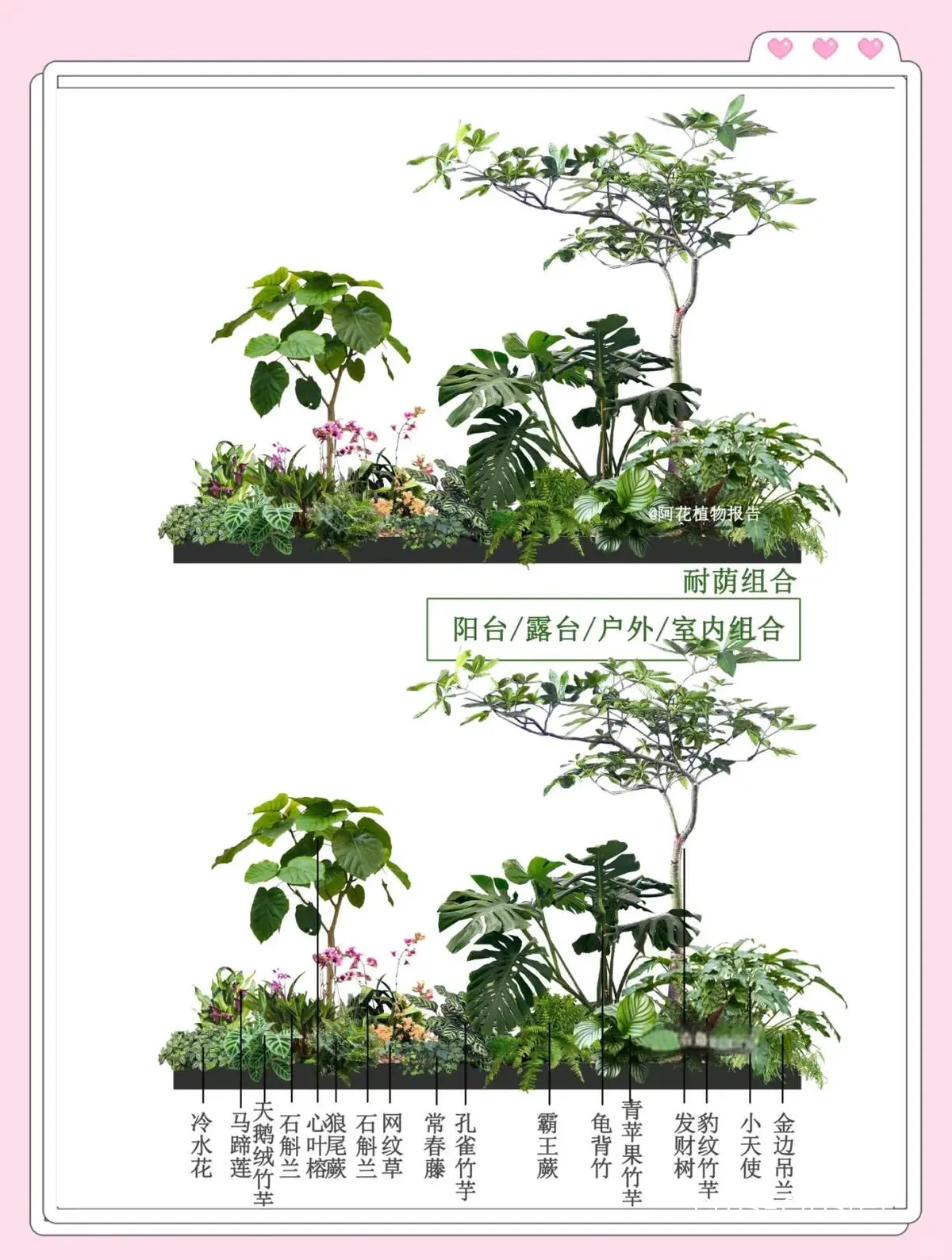 青少年篮球训练营如何选择合适的绿化植物
