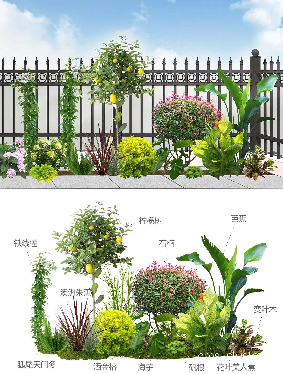 解决方案:篮球场地花坛的植物选择指南