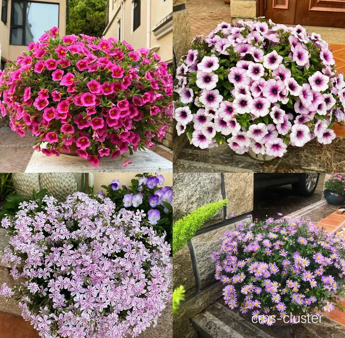 哪里能找到适合户外篮球场种植的耐旱花卉