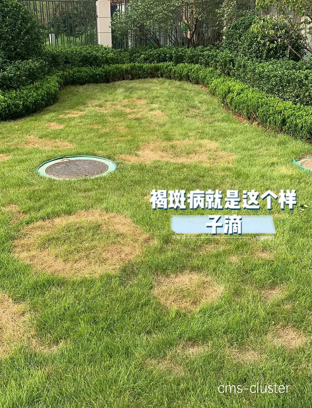 防止篮球场草坪病虫害的解决方案