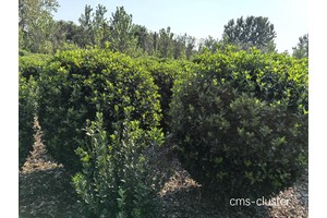  如何找到适合篮球场地绿化的植物：全面指南与实用建议