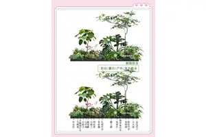  如何为青少年篮球训练营选择合适的绿化植物：打造绿色运动空间的策略与技巧