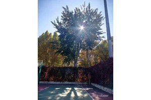  篮球场周边的树木对空气质量有帮助的原因及最佳策略