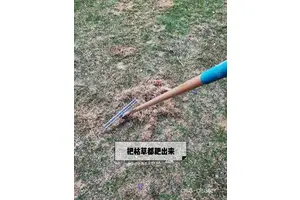  如何用修剪工具延长篮球场地草坪寿命：实用技巧与经验分享