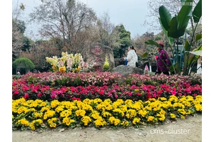  适合篮球场地装饰的花卉：在哪里可以找到专业销售商？