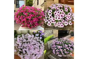  如何为户外篮球场选择耐旱花卉：全面指南与实用建议