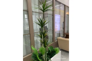  为什么篮球馆内摆放花卉能改善室内空气：科学与实践的完美结合
