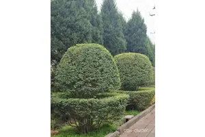  如何选择适合篮球场地的绿化植物种类：打造完美运动环境的指南