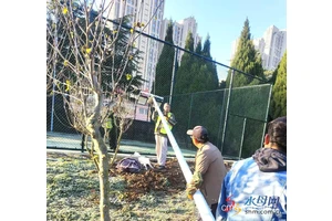  如何维护篮球场地的绿化设施：全面指南与实用技巧