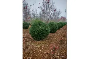  篮球场绿化的树木供应商：哪里能找到最适合的树木供应商？