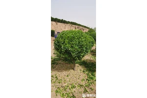  专业运动员推荐的篮球场绿化树种：打造理想运动环境的最佳选择