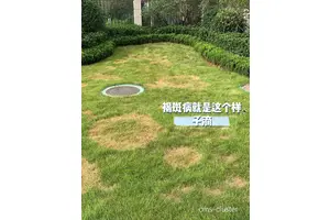  如何有效防止篮球场草坪病虫害：综合解决方案与最新趋势