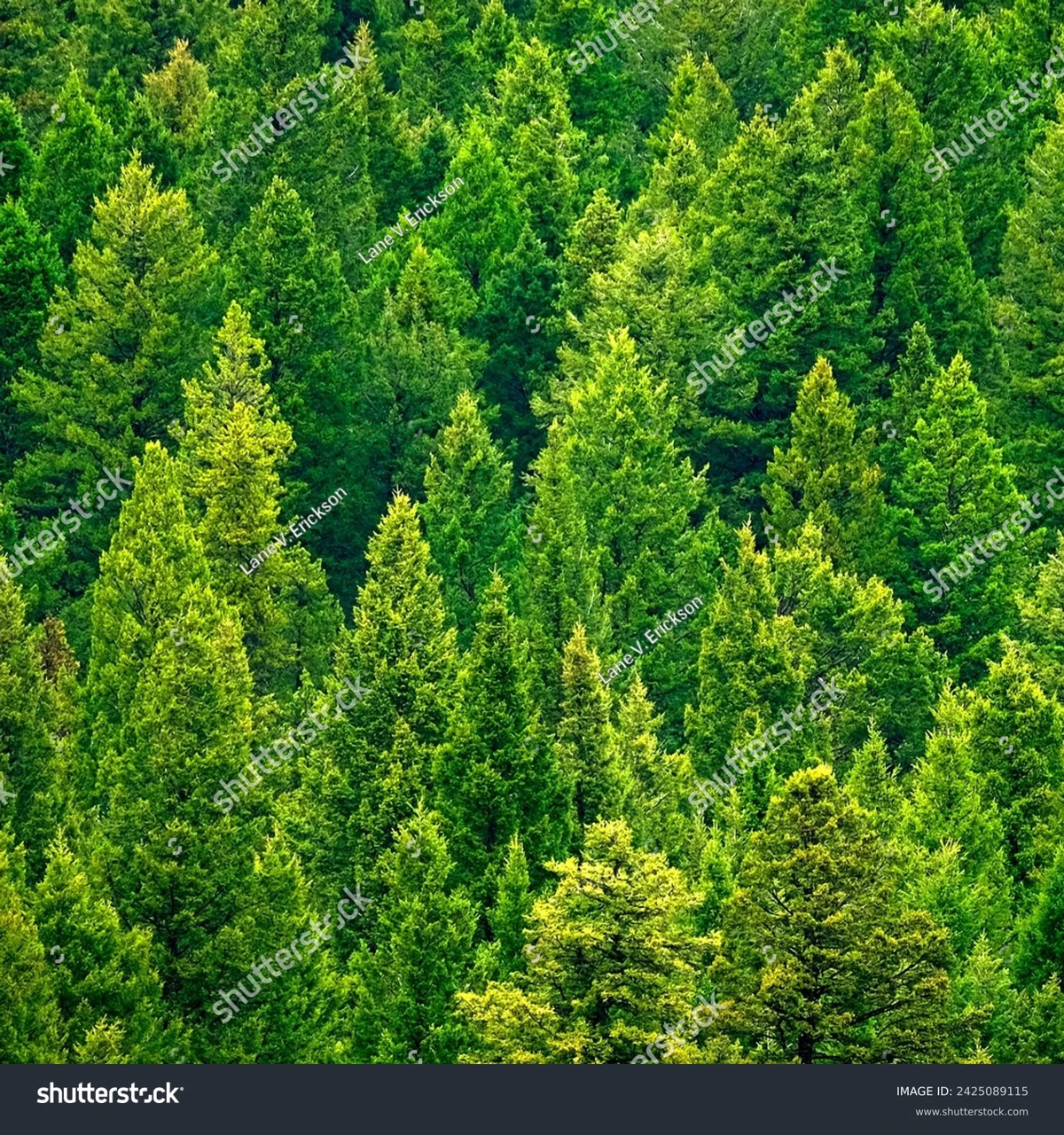 how random forest differs from decision trees in trading_0