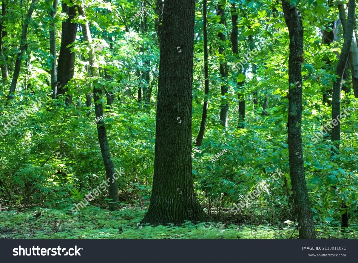 how random forest differs from decision trees in trading_1