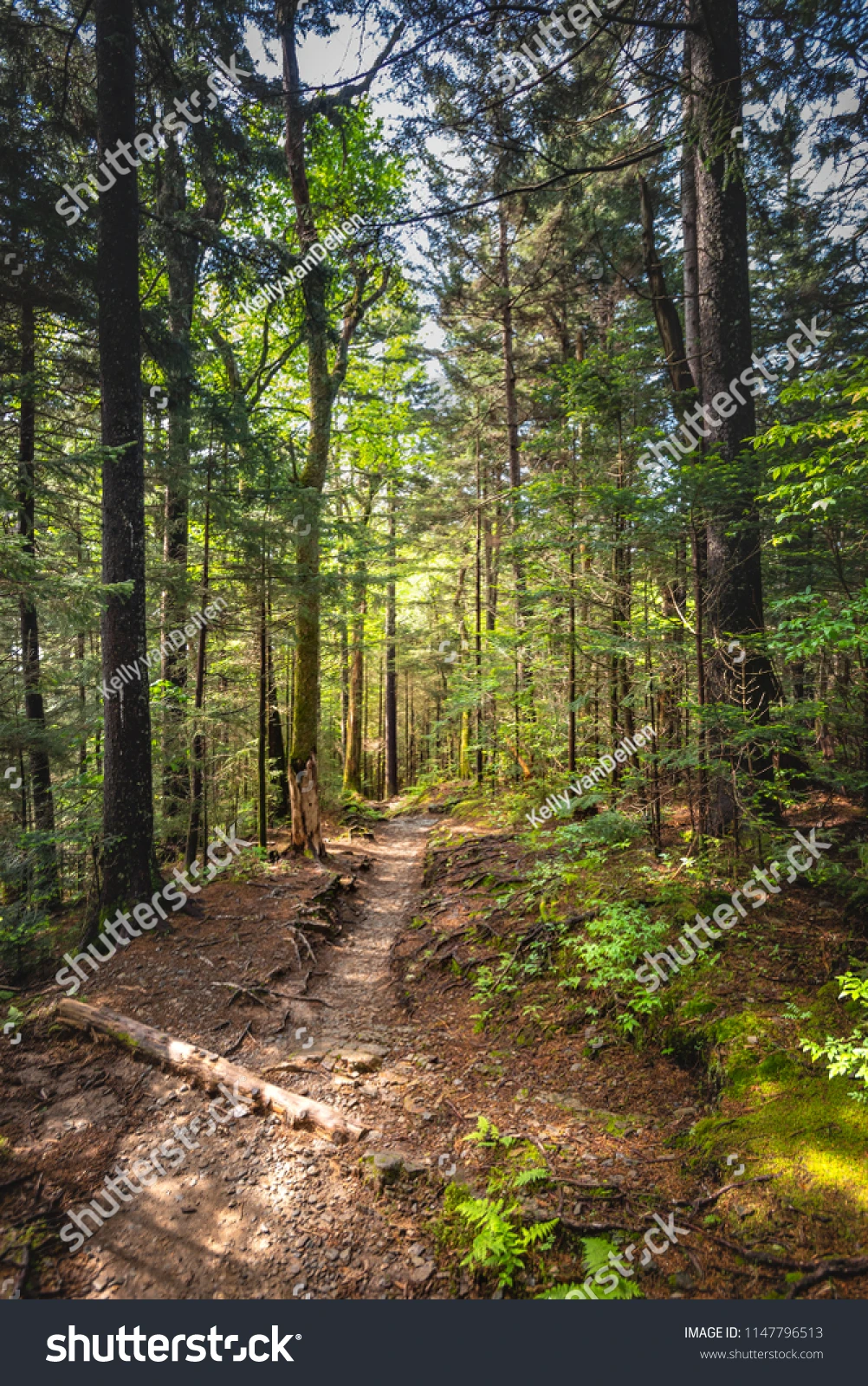 how to implement random forest for trading beginners_2