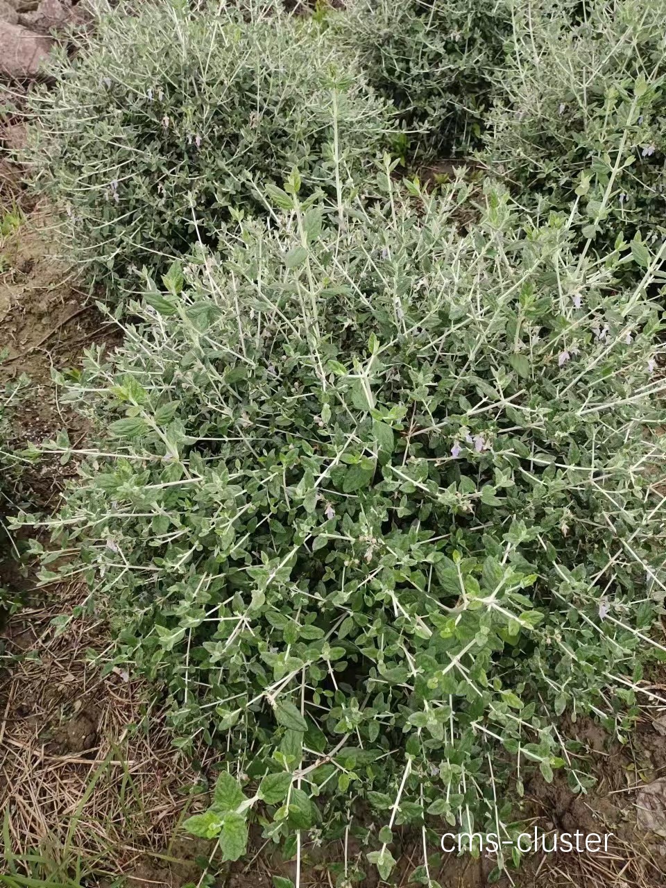 如何在篮球场周围种植适合的花卉