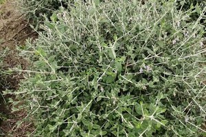  如何在篮球场周围种植适合的花卉：打造绿色运动环境的指南