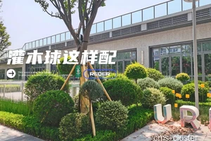  如何选择适合篮球场的多功能树木：打造绿色运动空间的最佳策略